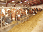 ayreshire herd